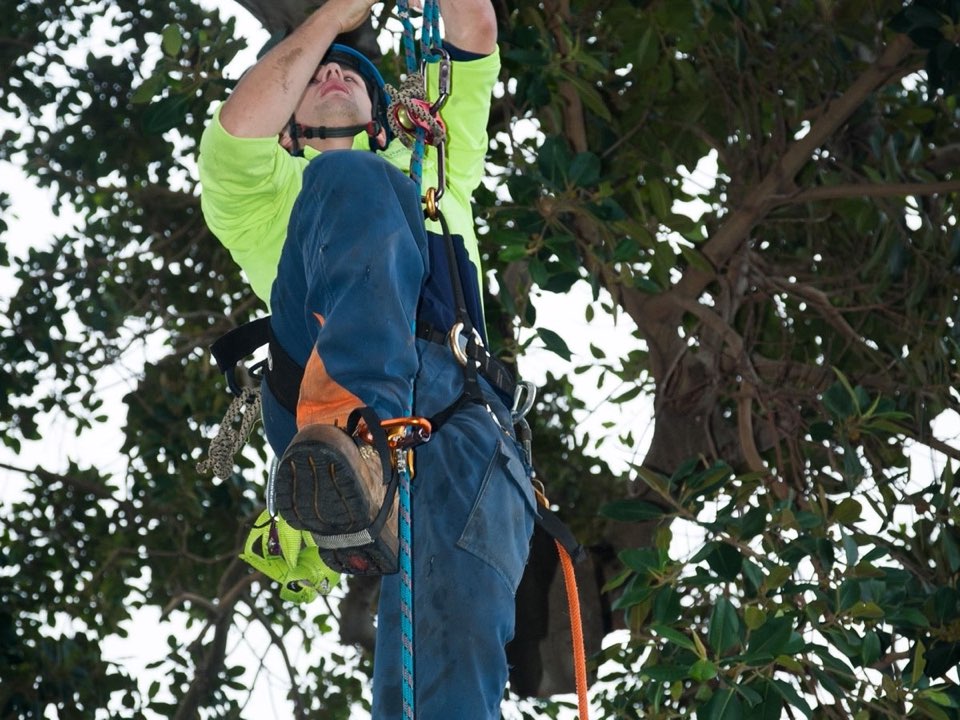 Qualified arborist working in a mature tree during a risk assessment in Monmouthshire