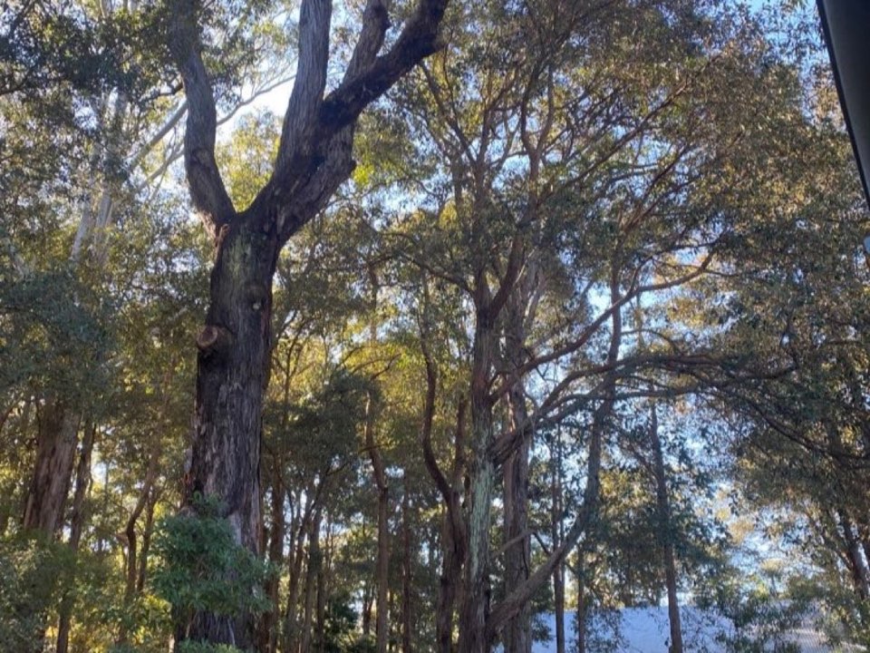 Mature trees in Monmouthshire parkland with a property visible in the background